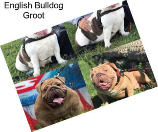 English Bulldog Groot