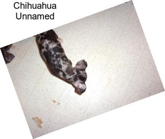 Chihuahua Unnamed