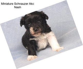 Miniature Schnauzer Akc Nash