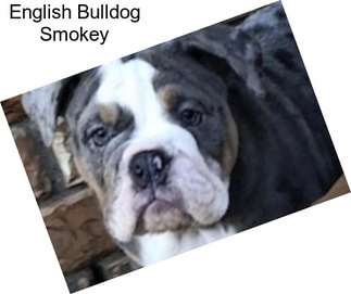 English Bulldog Smokey