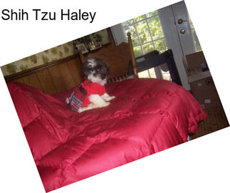 Shih Tzu Haley