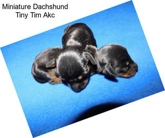 Miniature Dachshund Tiny Tim Akc