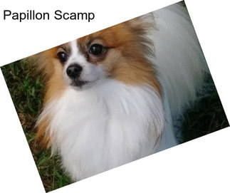 Papillon Scamp