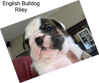 English Bulldog Riley