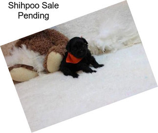 Shihpoo Sale Pending