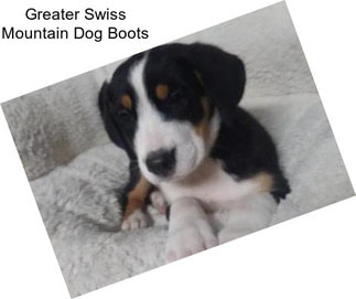 Greater Swiss Mountain Dog Boots