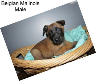 Belgian Malinois Male