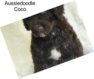 Aussiedoodle Coco