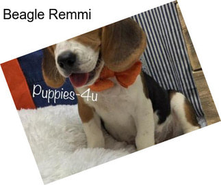 Beagle Remmi