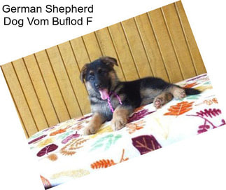 German Shepherd Dog Vom Buflod F