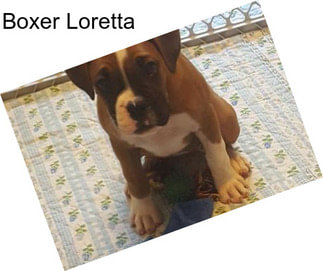 Boxer Loretta