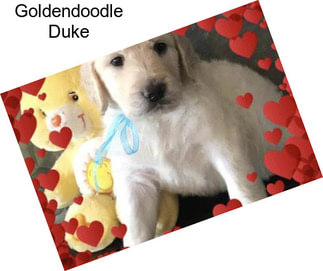Goldendoodle Duke