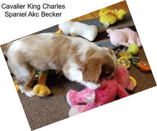 Cavalier King Charles Spaniel Akc Becker