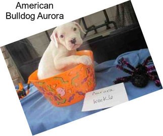 American Bulldog Aurora