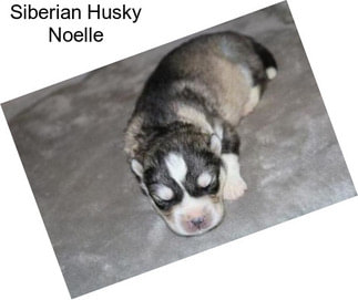 Siberian Husky Noelle