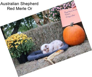 Australian Shepherd Red Merle Or