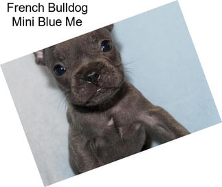 French Bulldog Mini Blue Me
