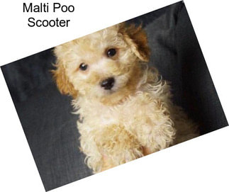 Malti Poo Scooter