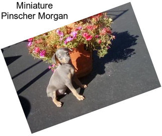 Miniature Pinscher Morgan