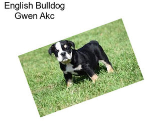 English Bulldog Gwen Akc