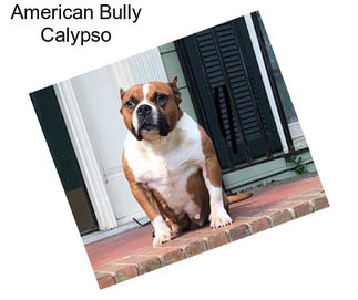 American Bully Calypso