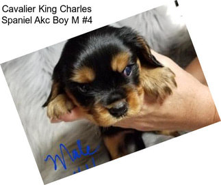 Cavalier King Charles Spaniel Akc Boy M #4