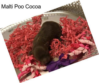 Malti Poo Cocoa