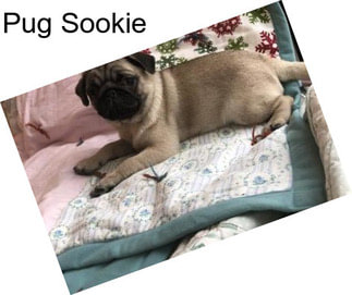 Pug Sookie