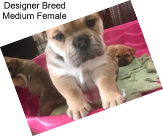 Designer Breed Medium Female