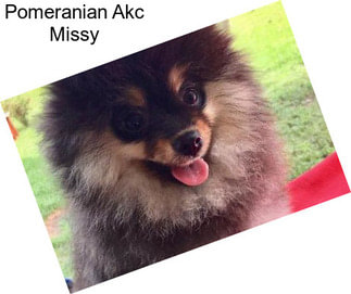 Pomeranian Akc Missy