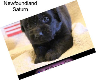 Newfoundland Saturn