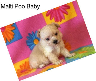 Malti Poo Baby