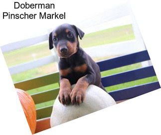 Doberman Pinscher Markel