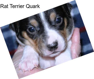 Rat Terrier Quark