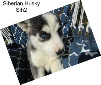 Siberian Husky Sih2