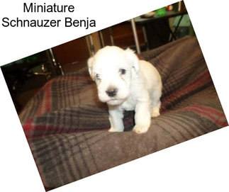 Miniature Schnauzer Benja