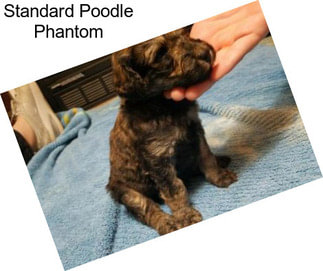 Standard Poodle Phantom