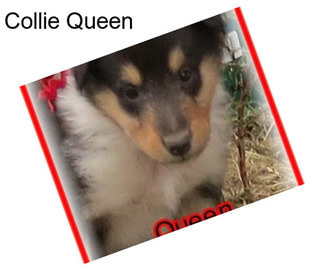 Collie Queen