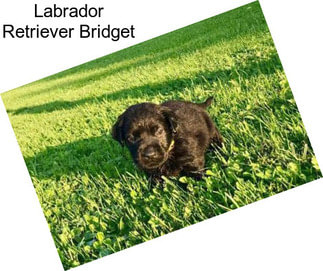Labrador Retriever Bridget