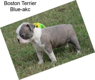 Boston Terrier Blue-akc