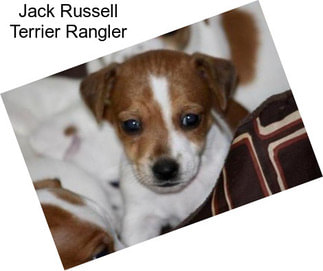 Jack Russell Terrier Rangler