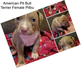 American Pit Bull Terrier Female Pitbu