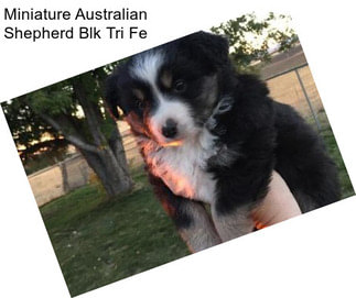 Miniature Australian Shepherd Blk Tri Fe