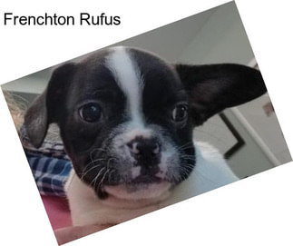 Frenchton Rufus