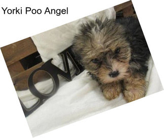 Yorki Poo Angel