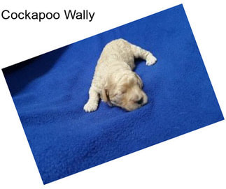 Cockapoo Wally