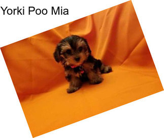 Yorki Poo Mia