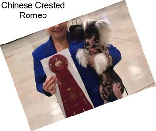 Chinese Crested Romeo