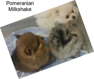 Pomeranian Milkshake