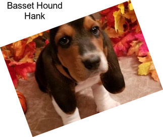 Basset Hound Hank